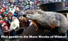 groundhog-day-2015-punxsutawney-phil.png